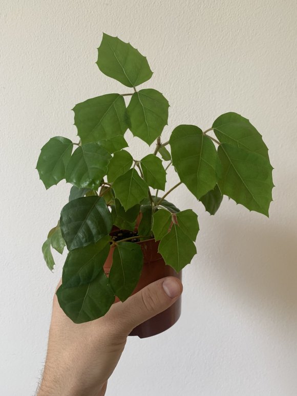 Cissus rhombifolia - 12cm