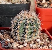 Echinopsis hybridy