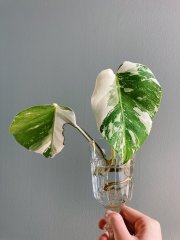 Monstera Variegata