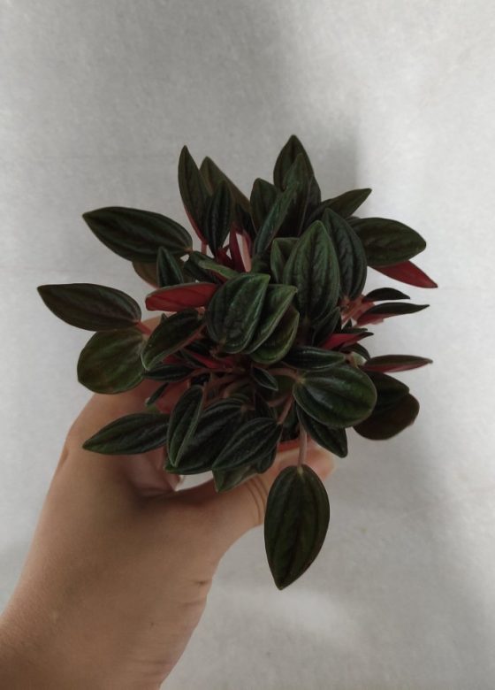 Peperomia Rosso