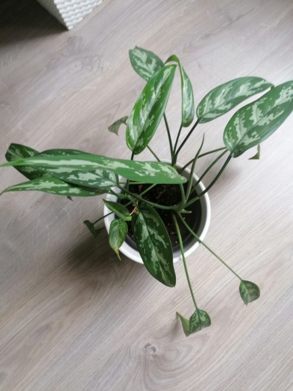 Aglaonema Maria