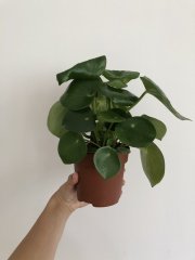 Peperomia Raindrop