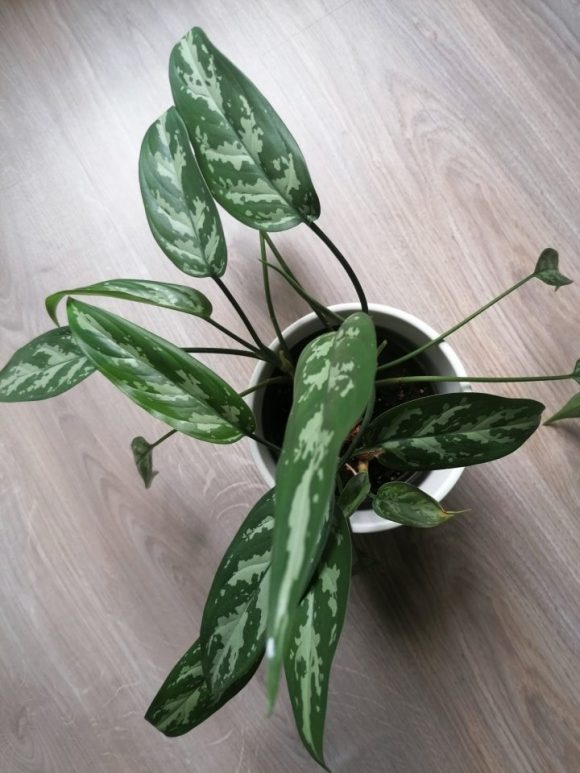 Aglaonema Maria