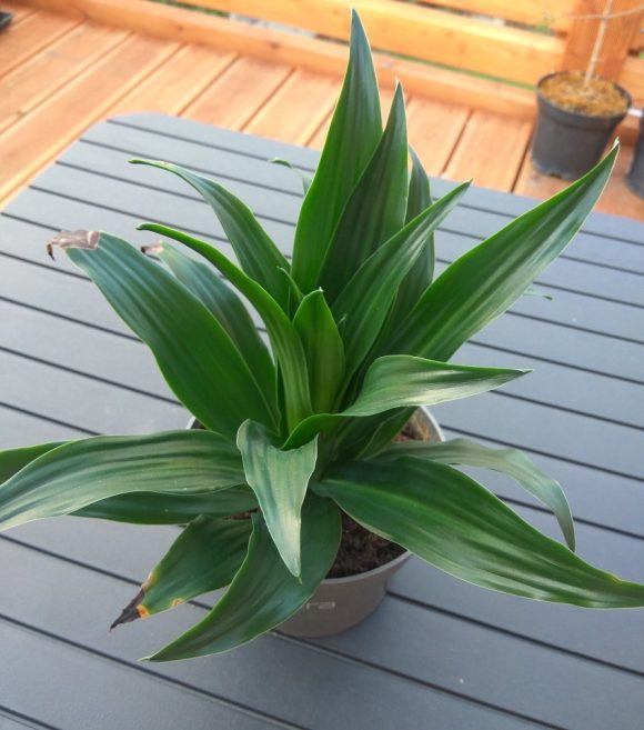 Dracaena fragrans compacta