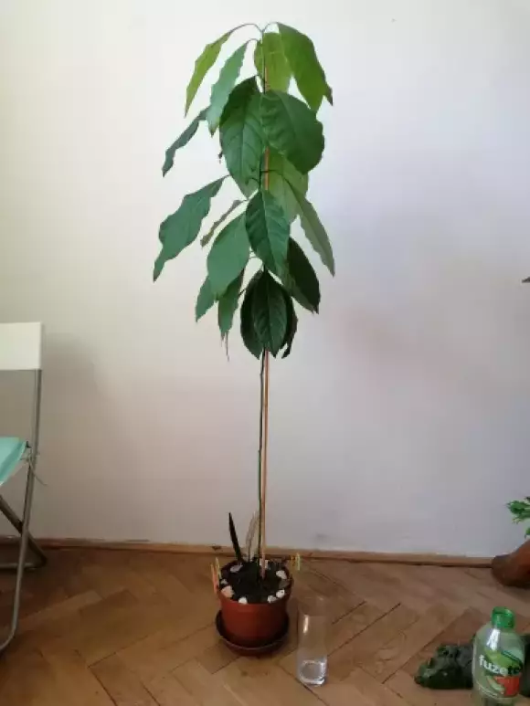 Avokádo