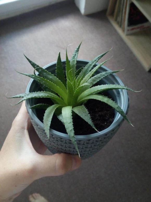 Aloe Aristata