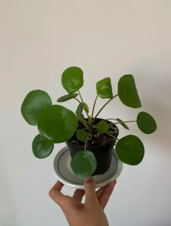 Pilea peperomioides