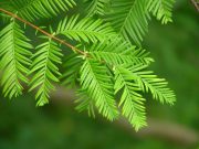 Metasekvoje čínská (Metasequoia glyptostroboides) - 10 semen