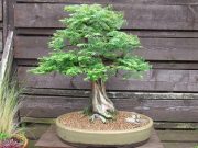 Metasekvoje čínská (Metasequoia glyptostroboides) - 10 semen