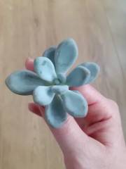 Tlustice bílo-modrá 'Crassula ovata´