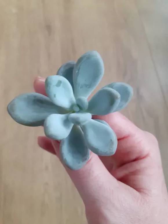 Tlustice bílo-modrá 'Crassula ovata´