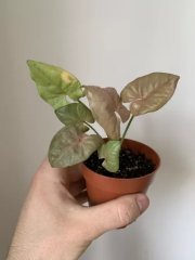 Syngonium Neon Robusta - 8cm