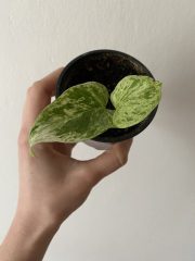 Pothos marble queen - mladá rostlinka