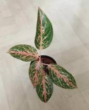 Aglaonema Prestige