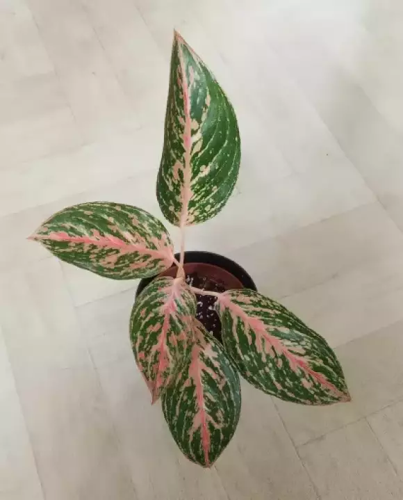 Aglaonema Prestige