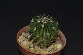 Echinofossulocactus spec.