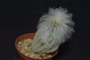 Espostoa melanostele