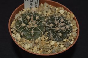 Gymnocalycium sutterianum ssp. tetraploideum - 2 rostliny