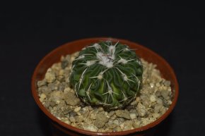 Echinofossulocactus phyllacanthus