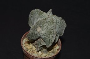 Astrophytum myriostigma