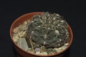 Gymnocalycium affine