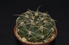 Gymnocalycium capillense