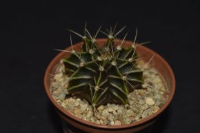 Gymnocalycium friedrichii v. moserianum