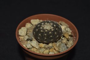 Gymnocalycium ragonesei