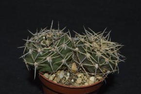 Gymnocalycium prochazkianum v. simplex - 2 rostliny