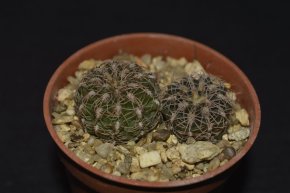 Gymnocalycium affine - 2 rostliny