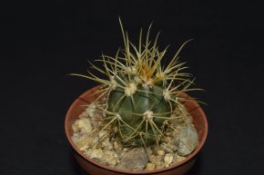 Ferocactus chrysacanthus