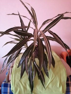 Dracaena fragrans