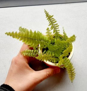 Nephrolepis exaltata ´Blonde´