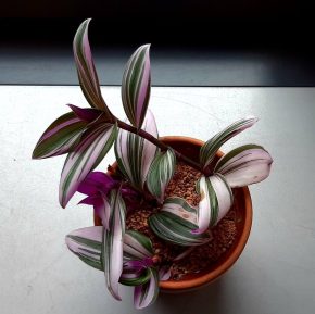 Tradescantia ´Nanouk´