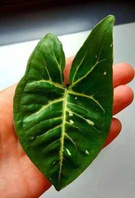 Syngonium ´Panda´