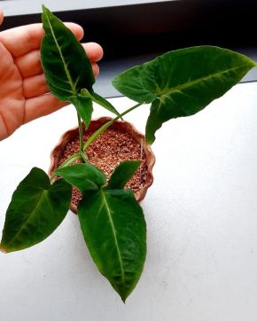 Syngonium wendlandii