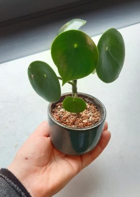 Peperomia polybotrya ´Raindrop´