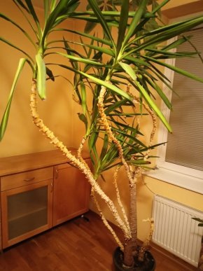 Dracaena marginata (drak strom) 2 metru