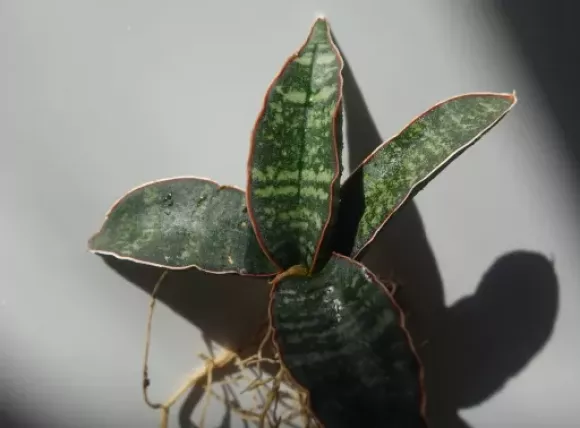 S. fischeri