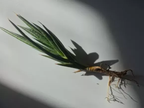 S. francisii