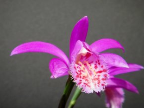 Himálajská orchidej