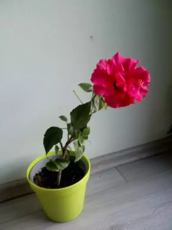 IMG_20220420_124247_235.webp