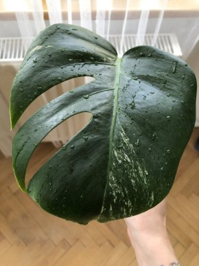 Monstera Variegata