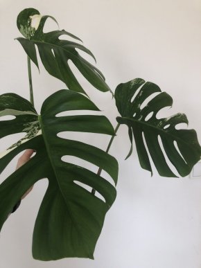 Monstera Variegata