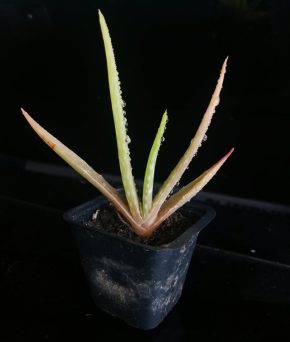 Aloe vera