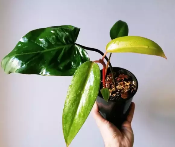 Philodendron 'Red Emerald' A