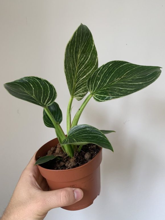 Philodendron Birkin - 12cm