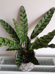 Calathea Lancifolia