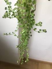 Pilea depressa