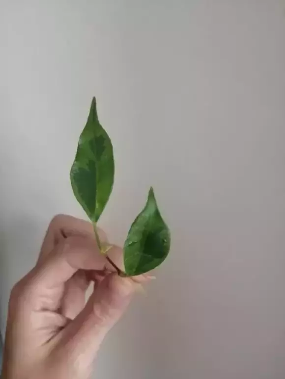 Ficus Benjamina Exotica kořenící řízek